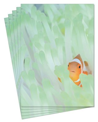 Blumen Motiv-Briefpapier Clownfisch Anemonenfisch (MPA-5247, DIN A4, 25 Blatt)