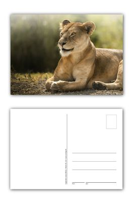 12 Stück Postkarten beeindruckender liegender afrikanischer Löwe