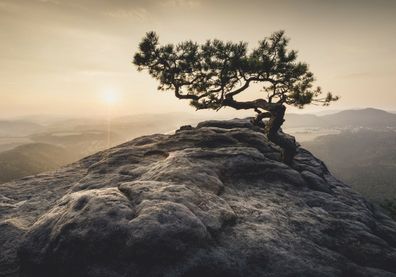XXL Poster 100 x 70cm (S-839) Kiefer auf Berg vom Wind gebeugt Baum auf Gipfel