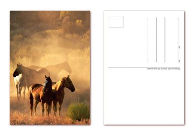12 Stück Postkarten DIN A6 friedliche Pferde Ansichtskarten (PKT-128)