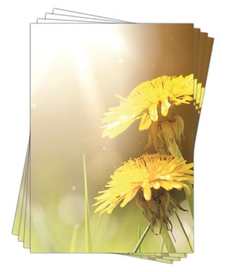 Motivpapier Briefpapier Frühling Löwenzahn-5174 DIN A4 (100 Blatt) Butterblume