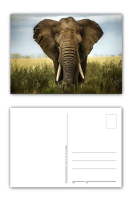 12 Stück Postkarten Großer mächtiger afrikanischer Elefant in der Savanne Afrika