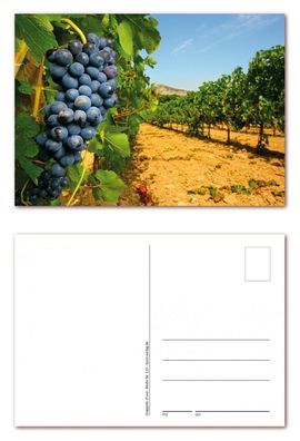 12 Stück Postkarten Weinberg in Italien mit frischen blauen Trauben (PKT-123)