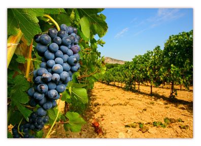 XXL Poster 100 x 70cm sonniger Weinberg mit reifen blauen Weintrauben