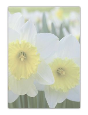 Blumen Ostern Motiv-Briefpapier schöne Narzissen (MPA-5194, DIN A4, 100 Blatt)