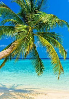XXL Poster 100 x 70cm Palme am Strand Wasser türkis und blauer Himmel (S-851)