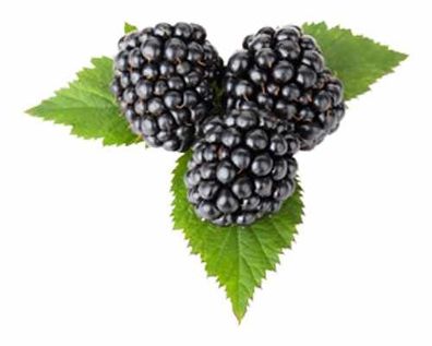 Brombeere Rubus frut. 'Thornless Boysenberry' 60-70 cm