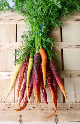 Bunte Möhren Regenbogenmischung Karotten von weiß bis lila