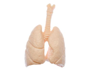 Lunge Brosche Anstecknadel Miniblings Organ Anatomie Medizin Arzt Atem Lungen