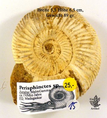 Ammonit, Peresphinctes sp. aus Madagaska, 25 - 60€