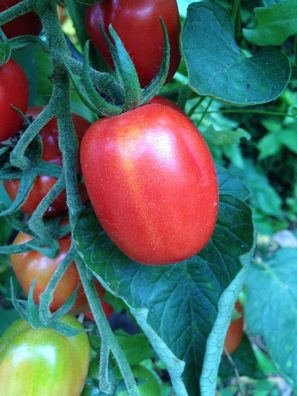 A grappoli Corbarino kleine Corbara Tomate