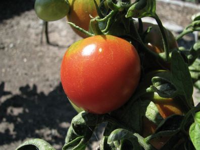 Ailsa Craig schottische Tomate alte Sorte
