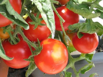 Alaska rote Tomate kältetolerant frühreifend und robust