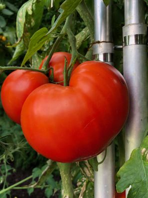 Baltic Giant rote Tomate aus Russland Gigant Fleischtomate
