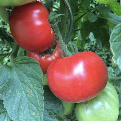 Best of All rote Tomate Beste von Allen kleine Fleischtomate