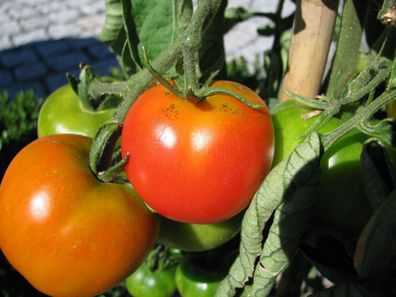Bonner Beste Tomate deutsche Sorte aus dem Rheinland