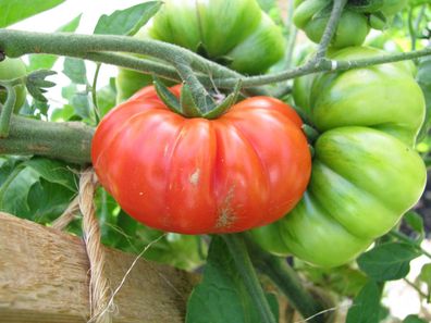 Costoluto Genovese gerippte Tomate alte italienische Sorte