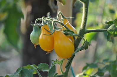 Gelbes Birnchen Yellow Pearshaped YPS Gelbe birnenförmige Tomate