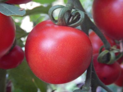 Haubners Vollendung rote runde Tomate alte deutsche Sorte