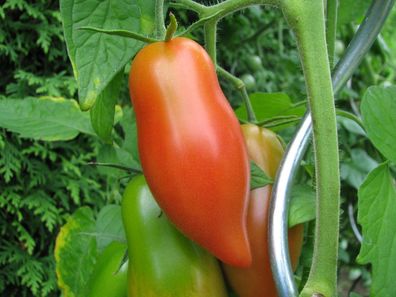 Himmelsstürmer Himmelstürmer Tomate bis zu 5 m hoch