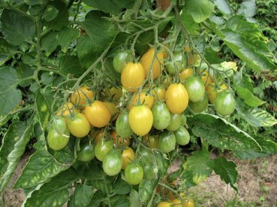 Ildi gelbe Tomate süße ertragreiche Datteltomate alte DDR Sorte