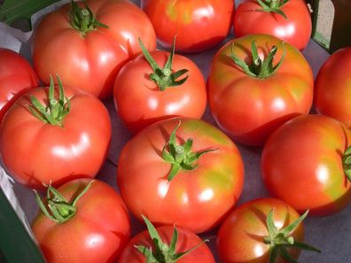 Kreta Tomate rote Fleischtomate aus Griechenland mit hohem Ertrag