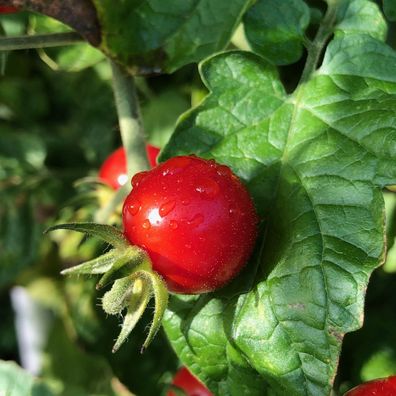 Matt`s Wild Cherry rote Wildtomate süß & ertragreich robust