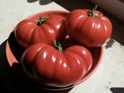 Muchamiel spanische Tomate rote Fleischtomate