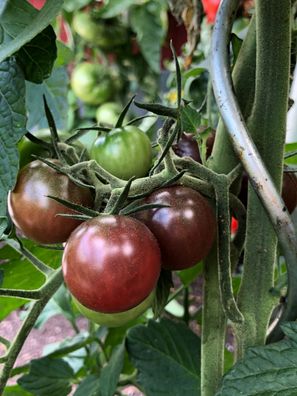 Negro Azteca dunkle Tomate ungewöhnliche Sorte tolle Fruchtfarbe