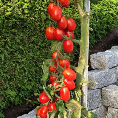 Pomodori da Pendere italienische Lagertomate Tomate zum Trocknen