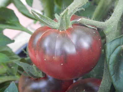 Purple Calabash schwarze Tomate Fleischtomate alte Sorte Heirloom