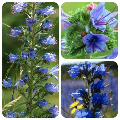 Blauer Natternkopf Echium vulgare heimische Wildpflanze für Hummeln und Bienen