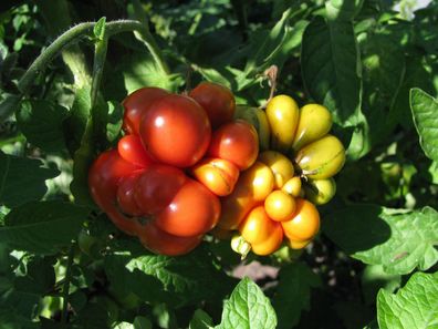 Reisetomate kuriose Tomate aus Guatemala seltene Tomatensamen