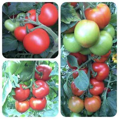 Rheinlands Ruhm Tomate alte deutsche Sorte robust gg. Krankheiten