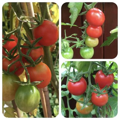 Rosii Marunte rote Tomate Massenträger früh reifend Freiland