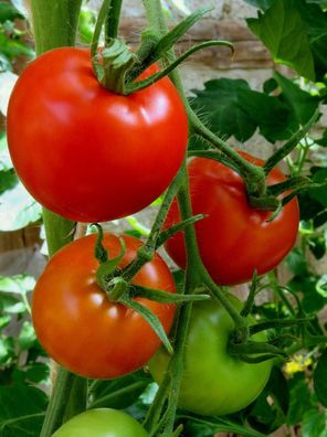 Siberia rote Tomate russische Buschtomate früh reifend