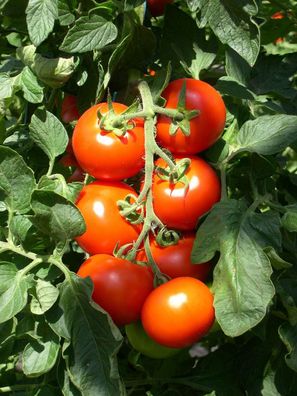 Sieger rote Tomate Stabtomate dünne Schale Freilandsorte