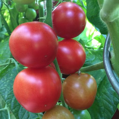 Super Sioux Heirloom rote Tomate alte Sorte aus den USA Freiland