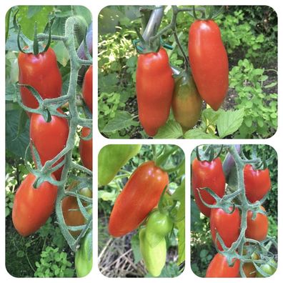 Tegucigalpa Lange dünne Bauerntomate aus Honduras rote Tomate