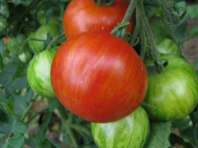 Tigerella rot-gelb gestreifte Tomate alte, historische Sorte