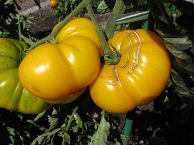 Tobolsk gelbe Fleischtomate russische Sorte kältetolerante Tomate