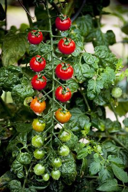 Tomatito de Jalapa rote Wildtomate aus Mexiko Unmengen Früchte