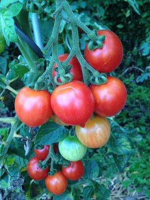 Vesuvio rote Tomate aus Italien sizilianische Lagertomate