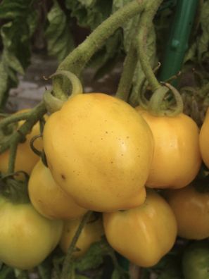 Zitronentomate Plum Lemon gelbe Tomate alte Sorte aus Russland