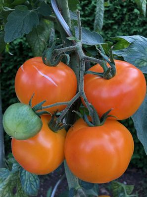 Froschkönigs Goldkugel leuchtend orange Tomate alte Sorte