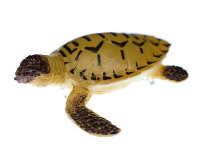 Schildkröte Brosche Miniblings Anstecknadel Wasserschildkröte Turtle Tier Braun