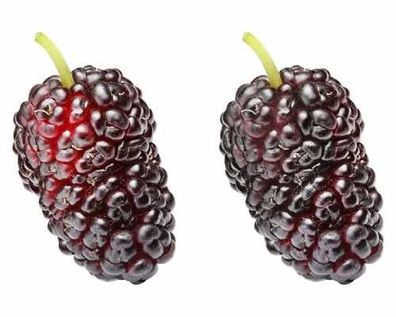 Maulbeere 'Mojo Berry' ca. 50 cm - Zwerg-Maulbeere - Morus rotundiloba 'Mojo Berry'