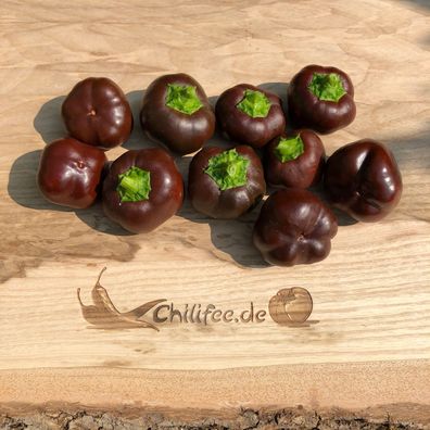 Chocolate Mini Bell brauner Mini-Paprika süß und saftig