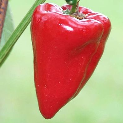 Healthy rote Paprika Gemüsepaprika aus Russland kältetolerant
