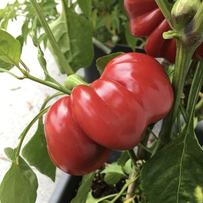 Topepo Rosso roter Paprika süßer Tomatenpaprika aus Italien